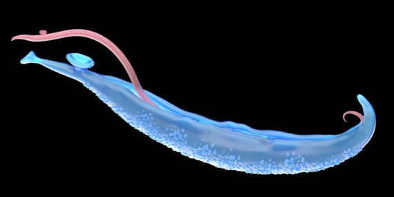 Serologische Diagnostik Parasitosen - Schistosoma Adult Haematobium - Trematoden