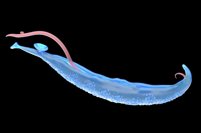 Serologische Diagnostik Parasitosen - Schistosoma Adult Haematobium - Trematoden