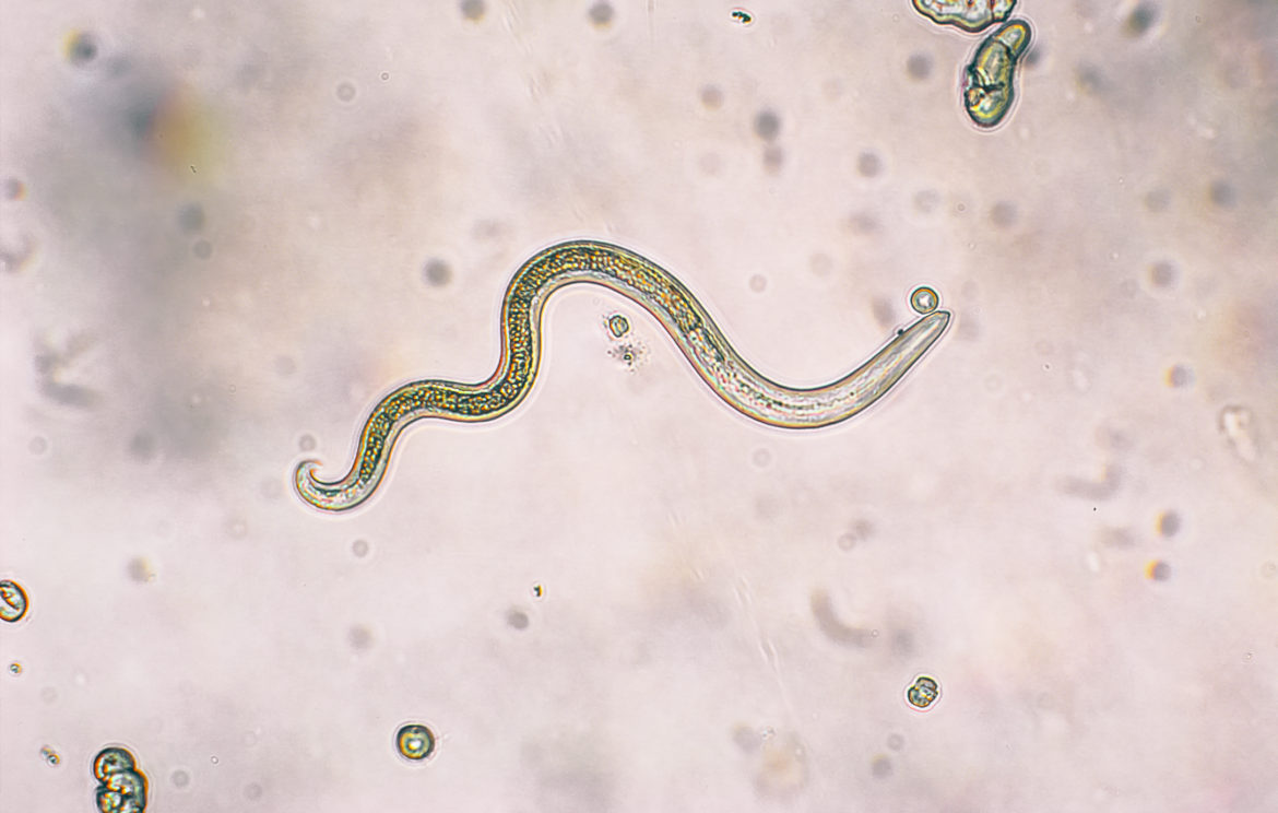 Untersuchung einer Parasitose mittels Mikroskopie am Beispiel des Fadenwurms toxocara canis.