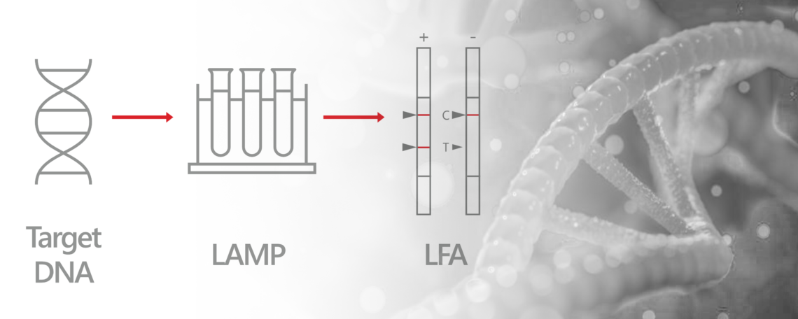 Scheme schows symbols of the process Target DNA, LAMP (loop-mediated isothermal amplification) and LFA (Lateral Flow Assays)