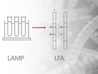 Scheme schows symbols of the process Target DNA, LAMP (loop-mediated isothermal amplification) and LFA (Lateral Flow Assays)