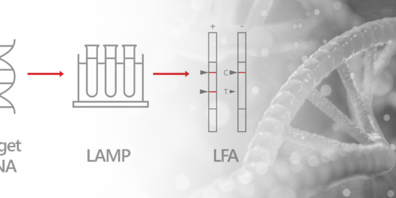 Scheme schows symbols of the process Target DNA, LAMP (loop-mediated isothermal amplification) and LFA (Lateral Flow Assays)