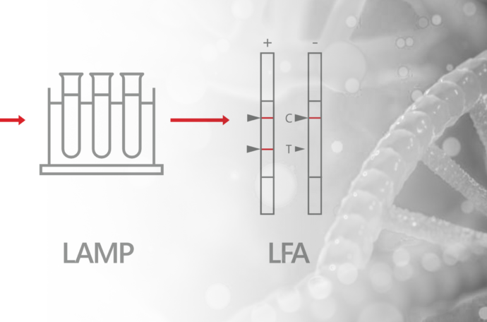 Scheme schows symbols of the process Target DNA, LAMP (loop-mediated isothermal amplification) and LFA (Lateral Flow Assays)