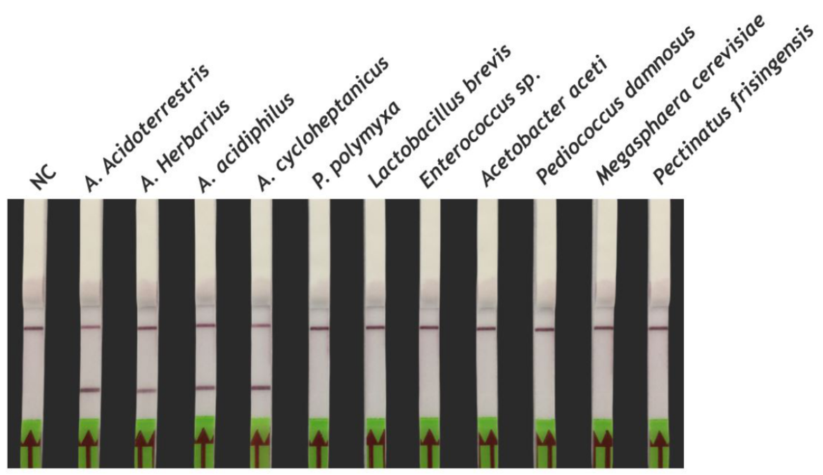 Picture schows the LAMP reaction for the detection of Allicyclobacillus spp