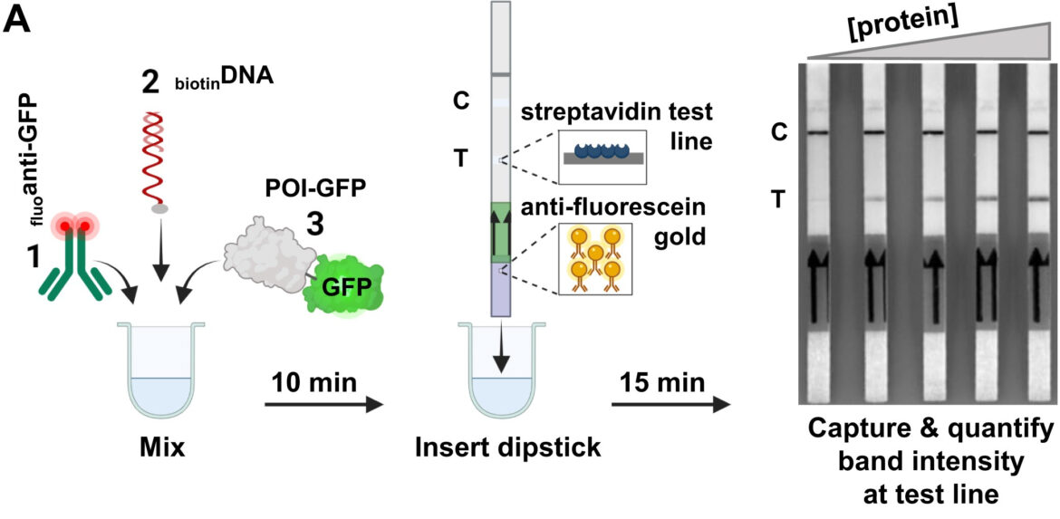 Workflow of the Rapid Protein–DNA Interaction Test (R-PNAI-T) Diagram of a lateral flow assay visualizing the protein-DNA interactions, showing sample mixing, dipstick insertion, and band intensity quantification.