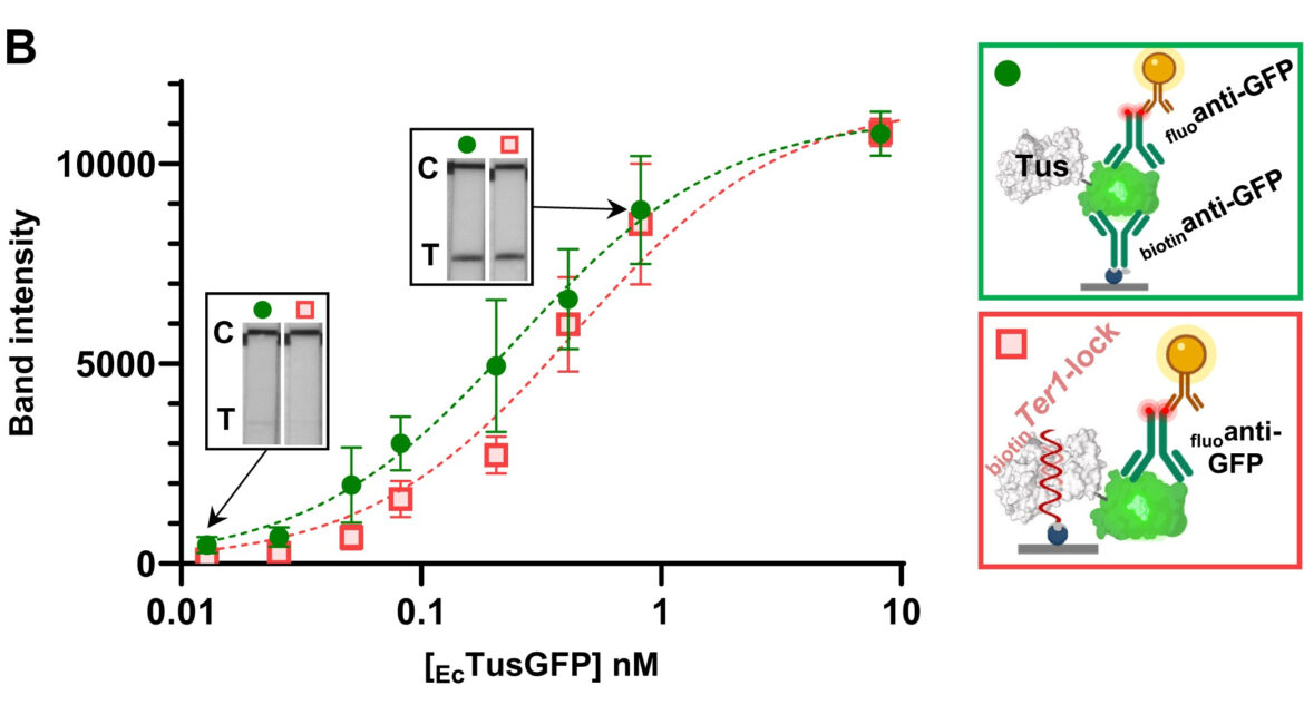 Sensitive Protein-DNA Detection of the Tus-Ter1-Lock Complex via R-PNAI-T Dose-response curve comparing band intensity of two molecular configurations across protein concentrations, with schematics of the binding assays.