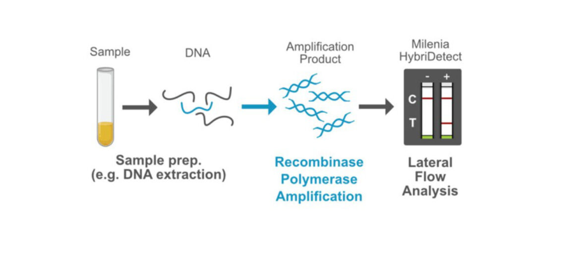 Figure 1 RPA Blog - RPA lateral flow assay (NALFIA) Workflow Graphic RPA Lateral Flow Assay (NALFIA)