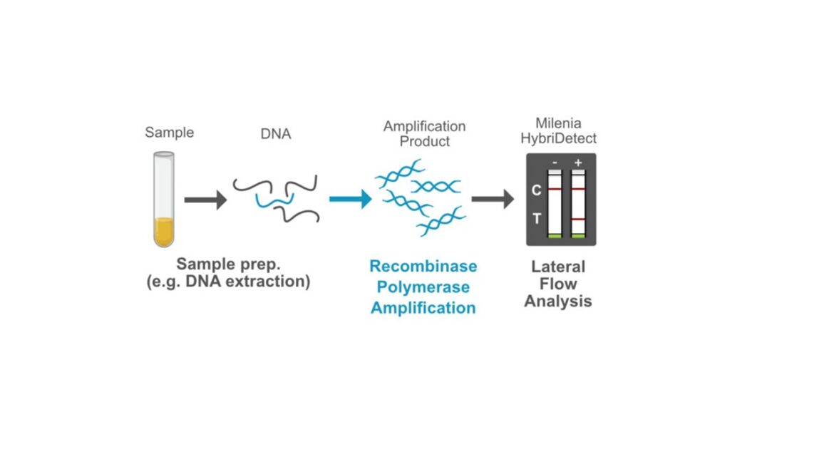 Figure 1 RPA Blog - RPA lateral flow assay (NALFIA) Workflow Graphic RPA Lateral Flow Assay (NALFIA)